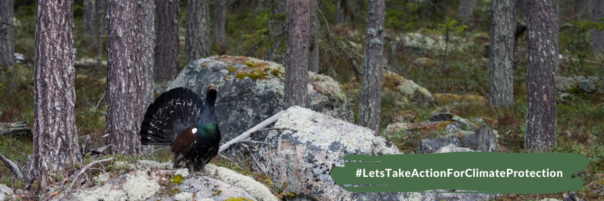 Why we are committed to protecting capercaillie in the Black Forest