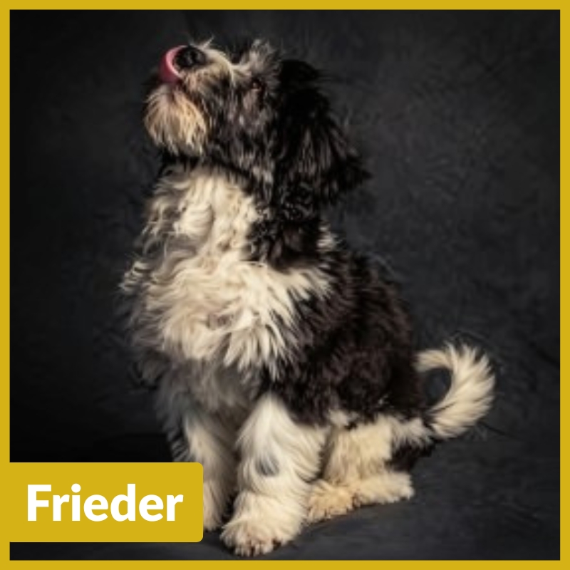 Frieder