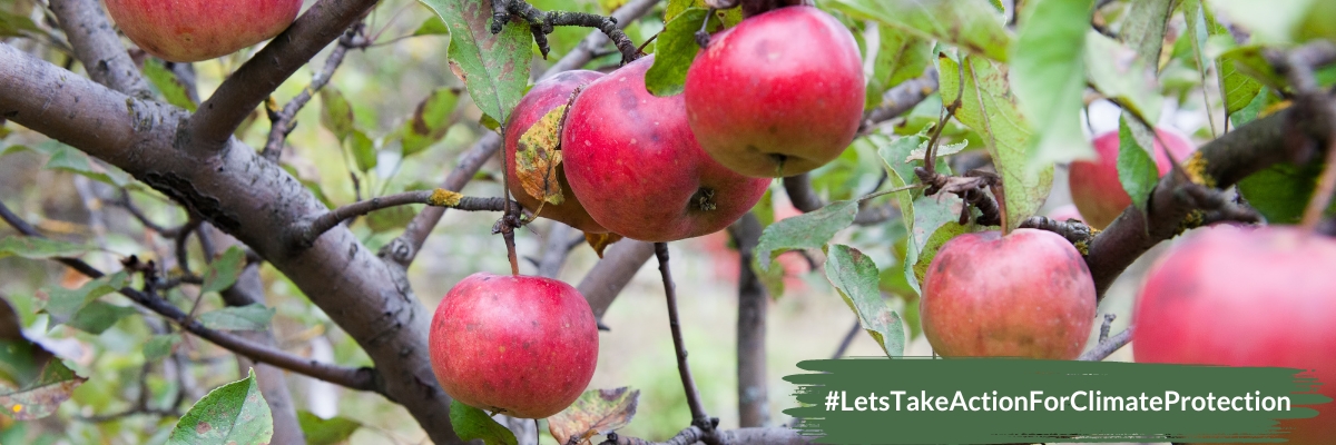 Why we work on orchards in the Swabian-Franconian Forest Nature Park