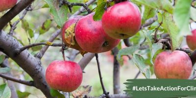 Warum Streuobstwiesen wichtig für den Naturschutz sind