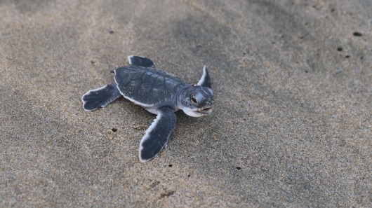 Schildkrötenschutz in Zihuatanejo (Mexiko)